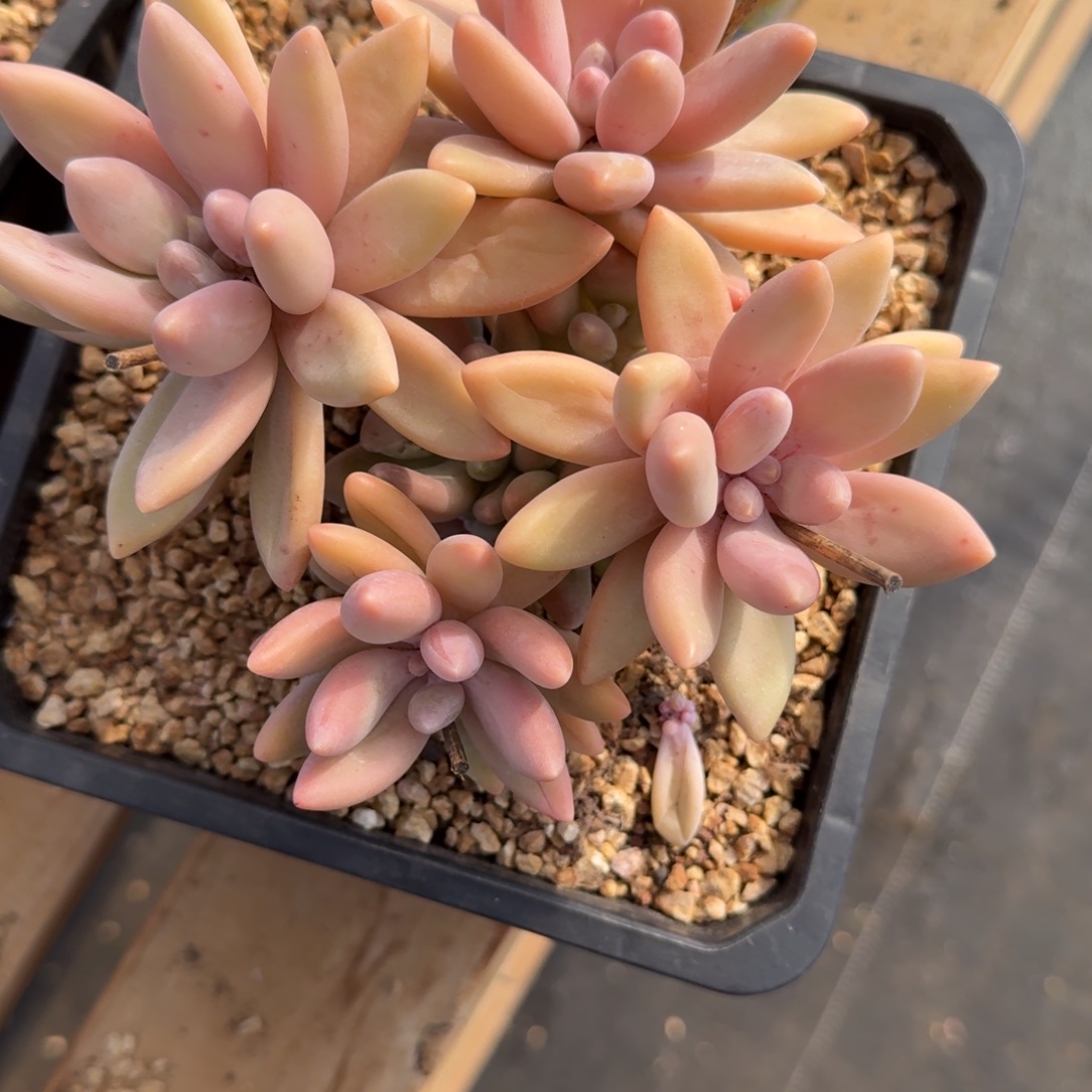 无花朵肉肉肉肉肉肉肉肉肉肉肉