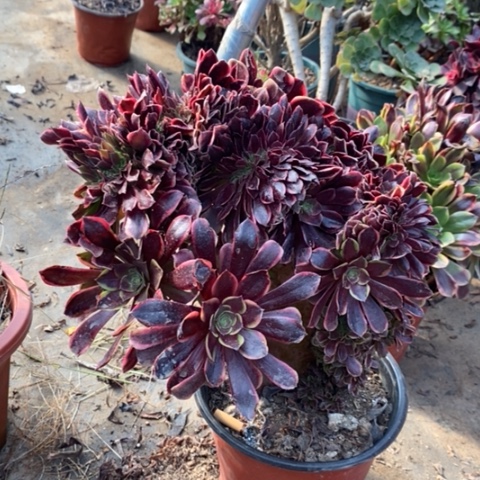 欧嘉莉缀多肉植物071