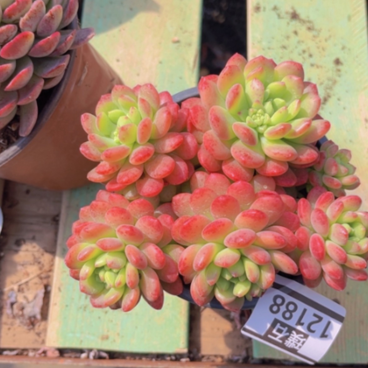 【闪购商品】可爱多12188