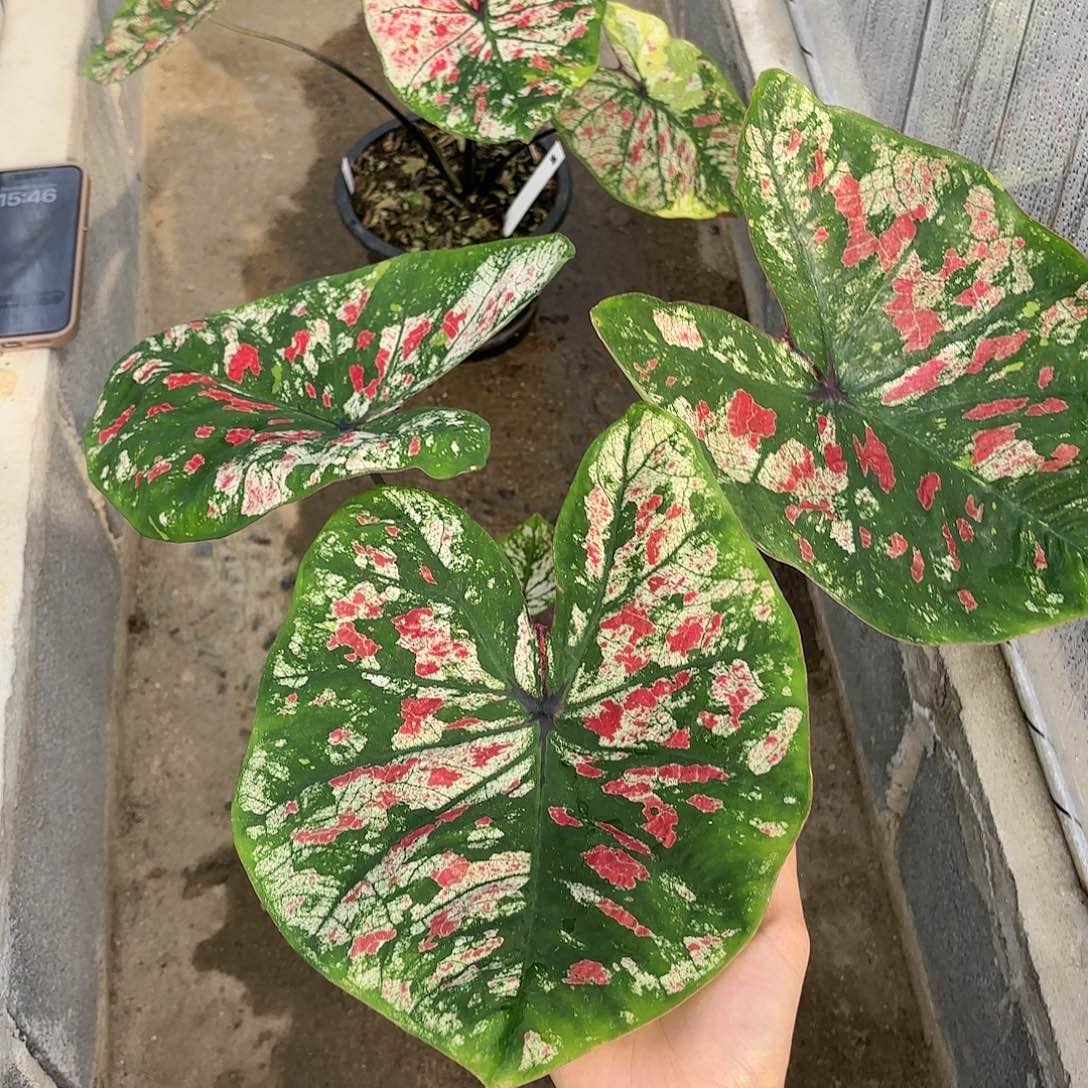 泰国彩叶芋15-0123