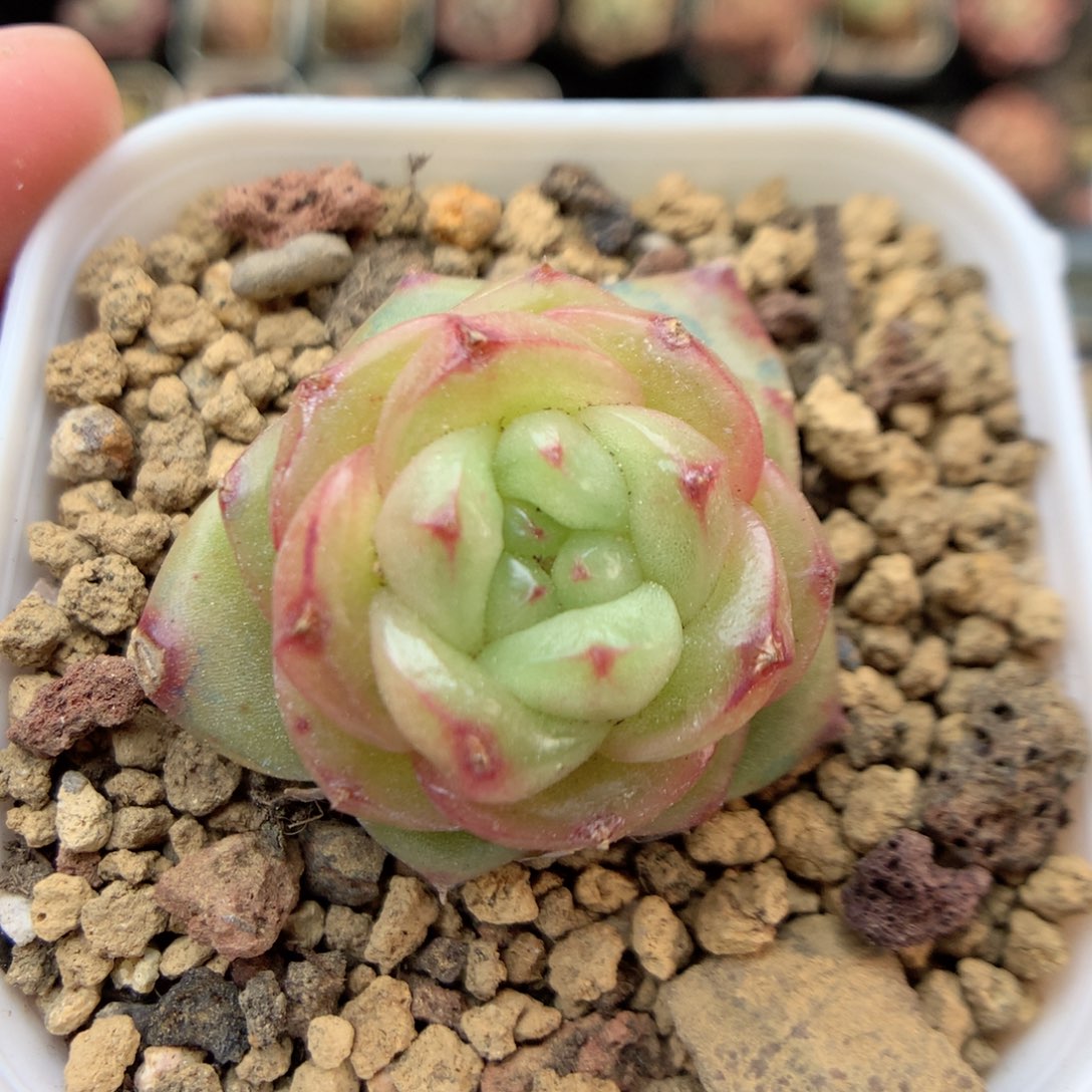 R120 ，20包邮两天凑单偏远不发货