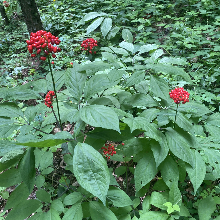 东北长白山新鲜林下参可煲汤煮水泡酒泡茶滋补初级农产品