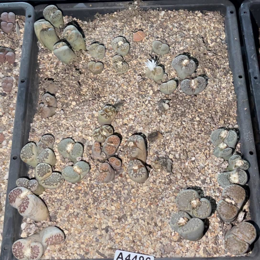 ****儿4496福利筐1不售后