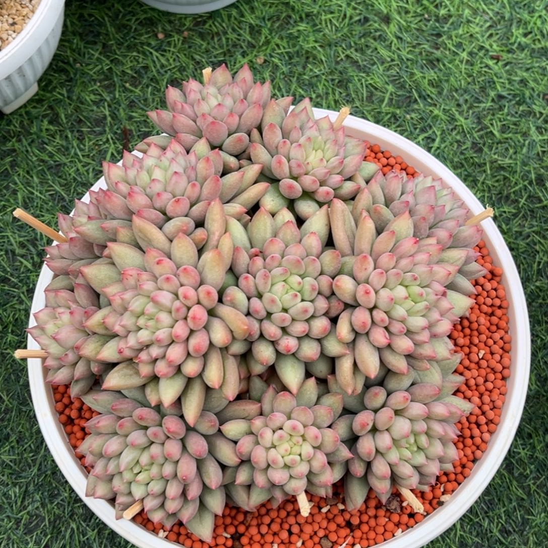 岩字老桩一物一拍
