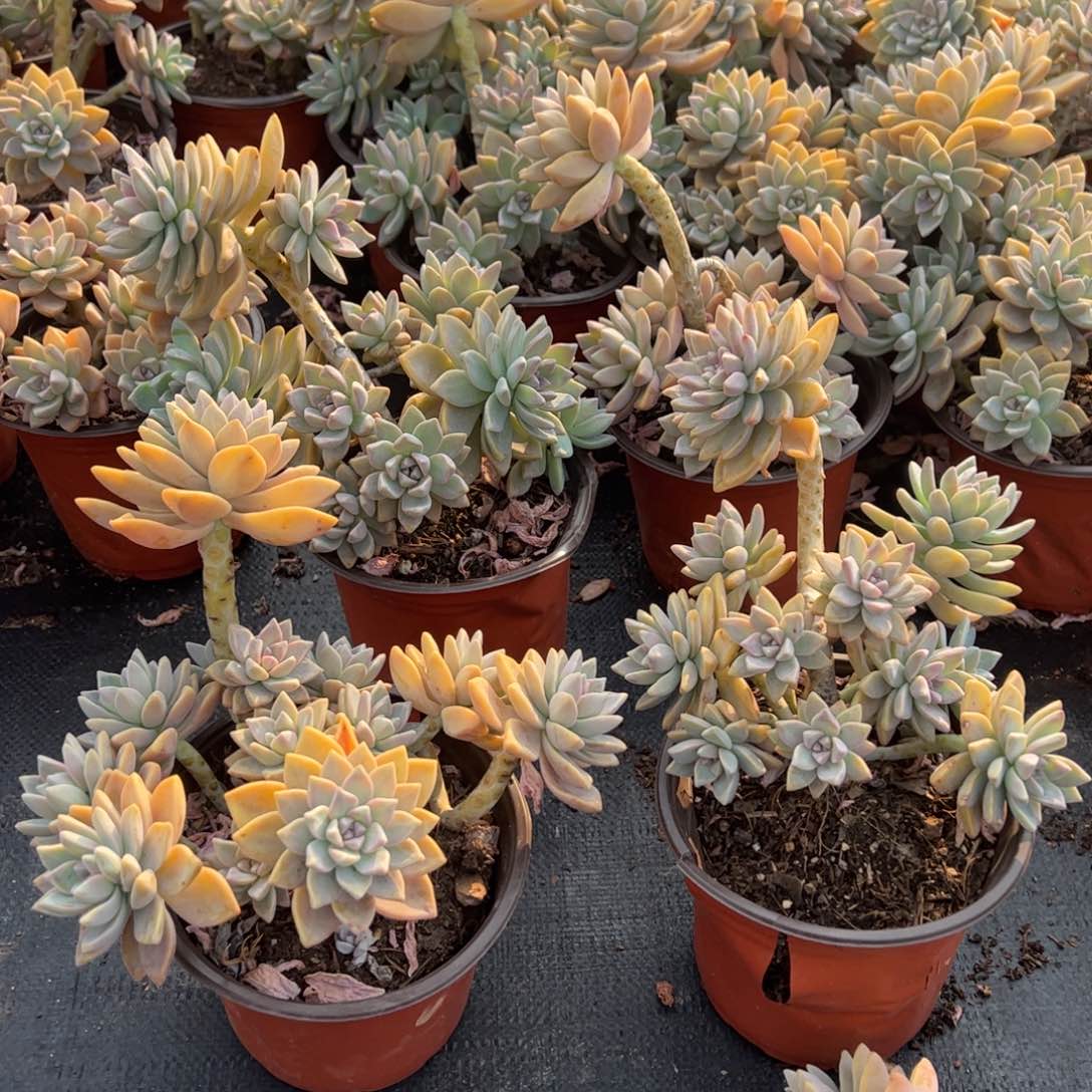 淡雪多肉植物整桩