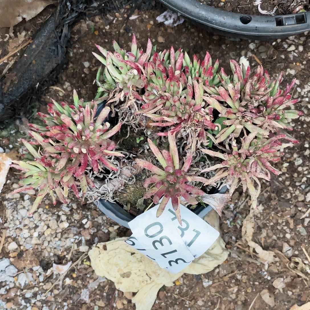 ?****猹维斯心大老桩3130