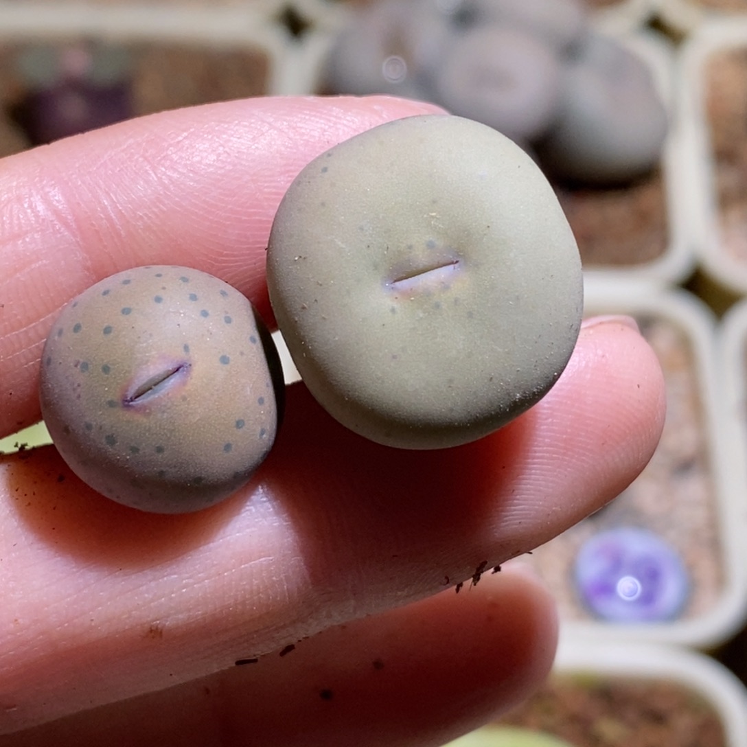 赵***零148/两颗大型奶油嘴148/两颗大型奶油嘴