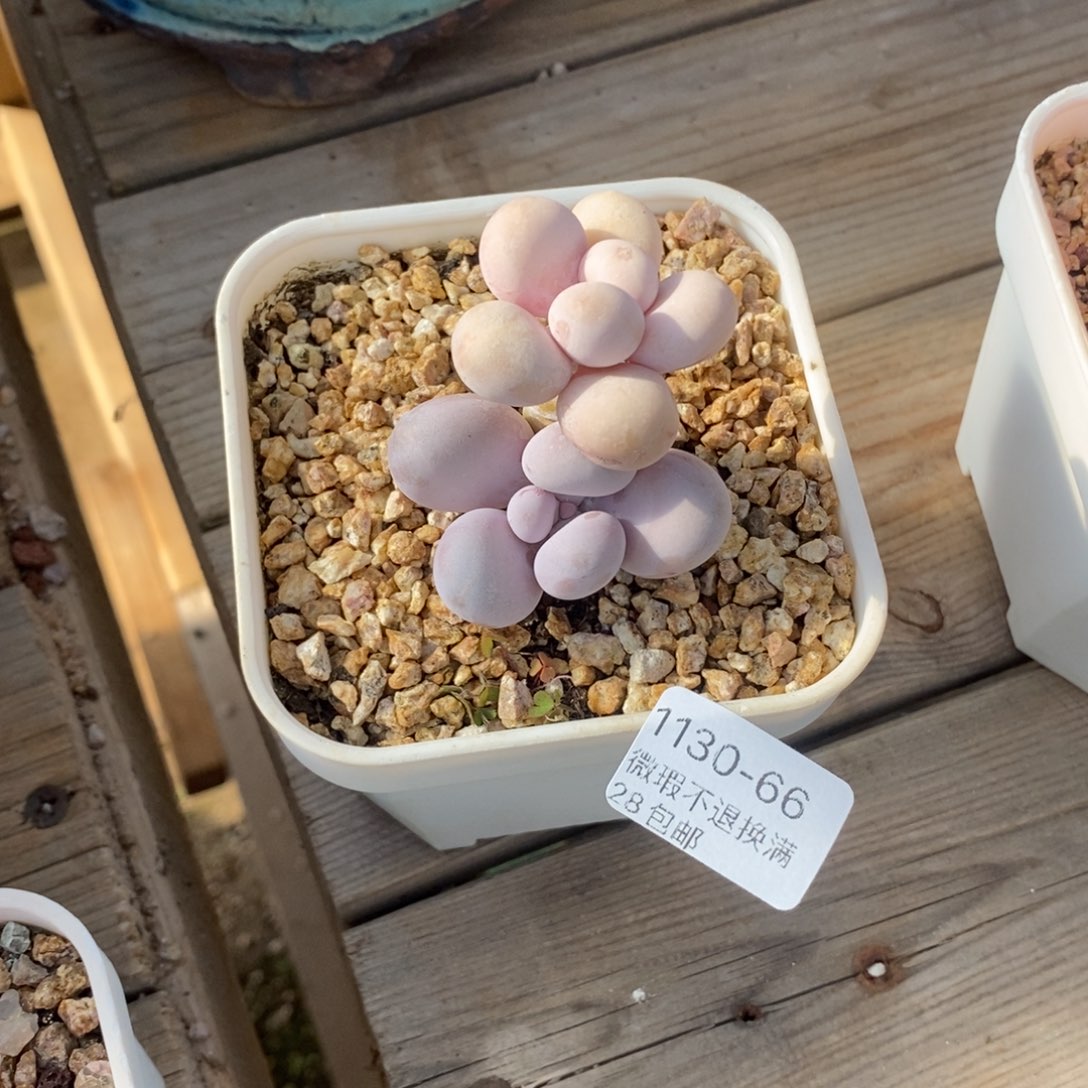 芝***糕66号多肉小可爱一个