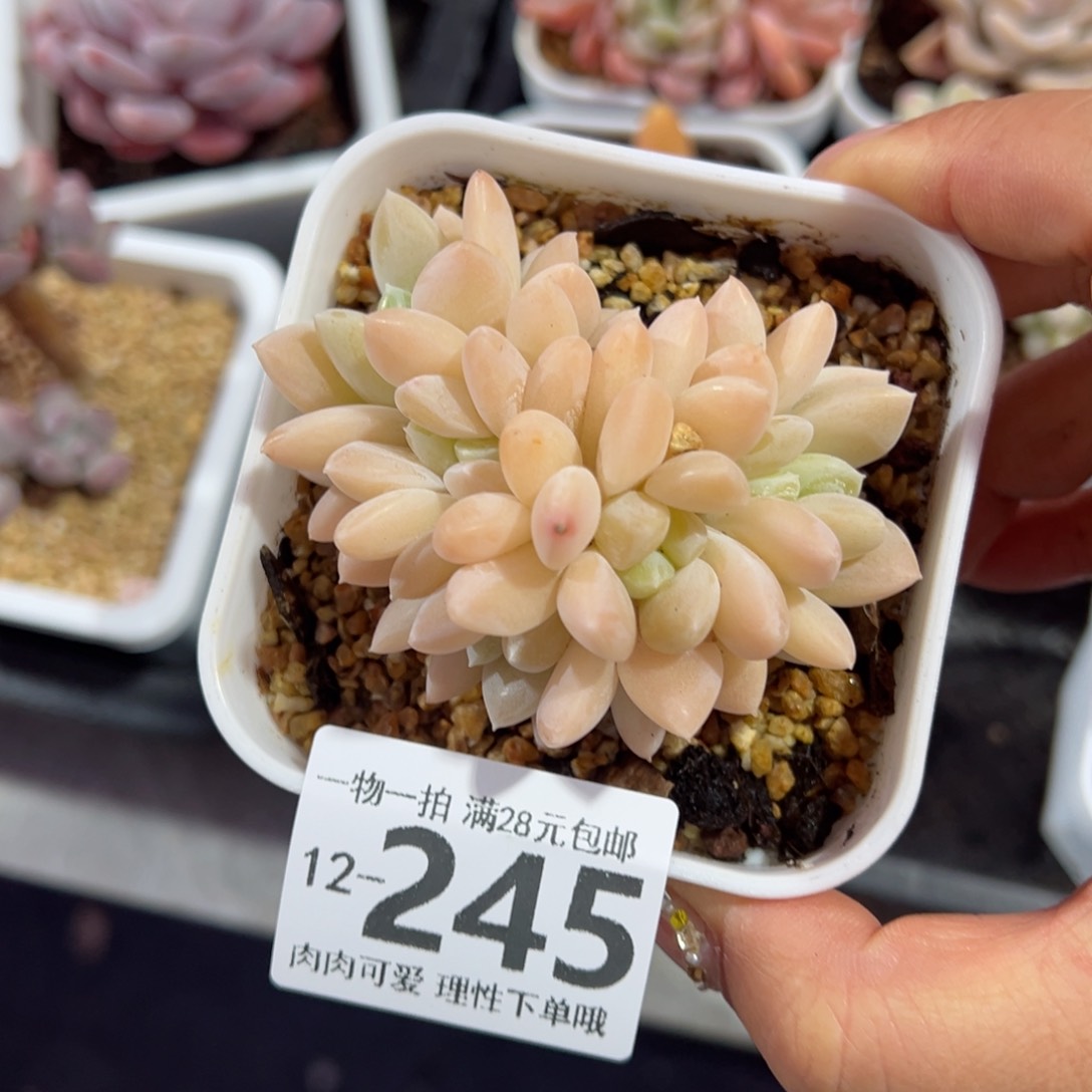 阮玲玉多肉多肉多肉