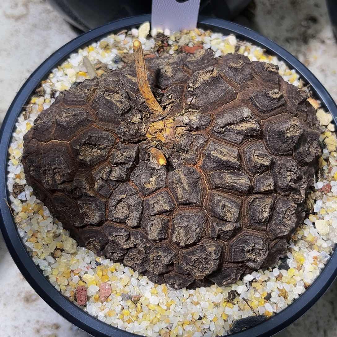 6092，墨西哥龟甲龙11.7公分