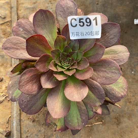 591花月夜多肉植物