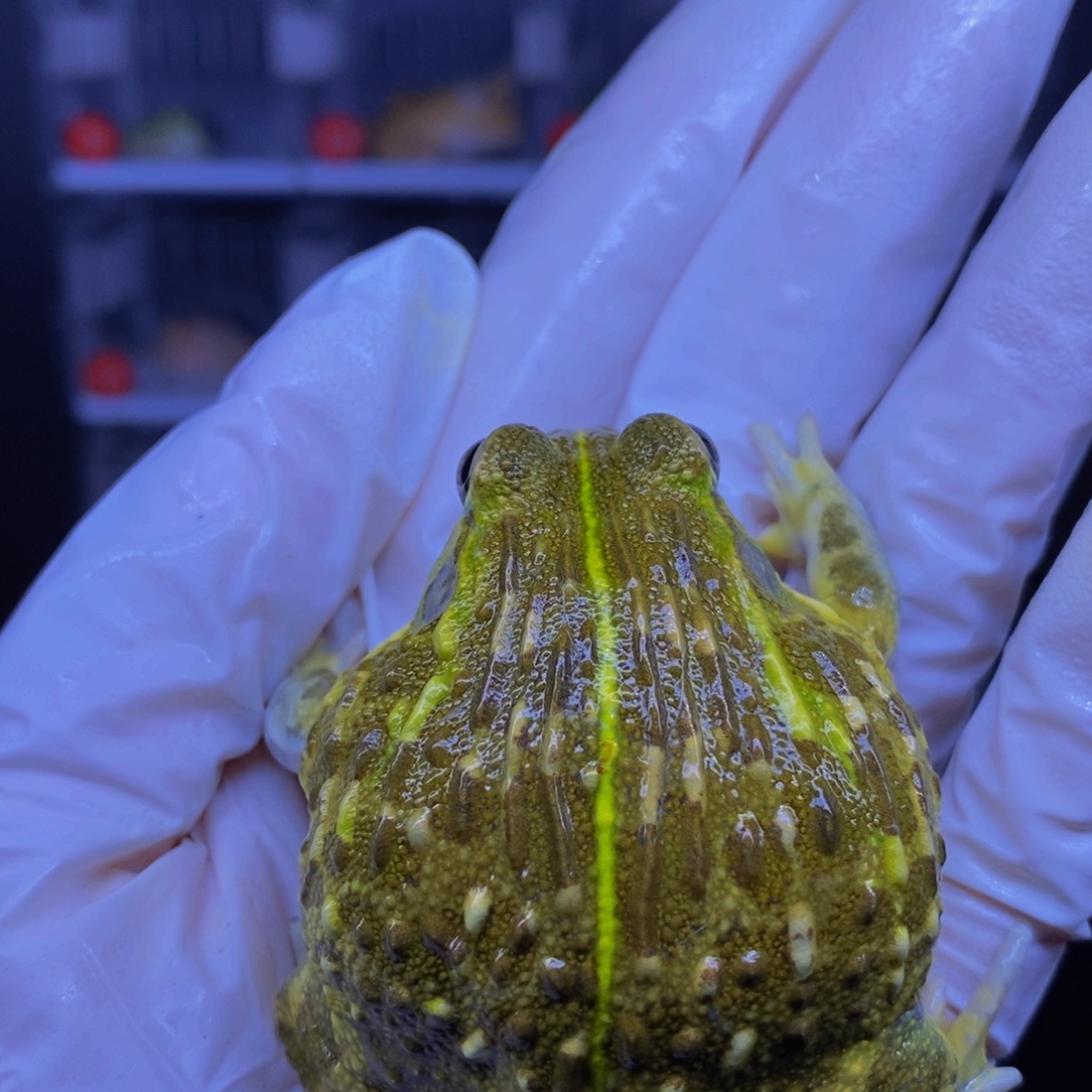 角蛙精品竖纹非牛。    