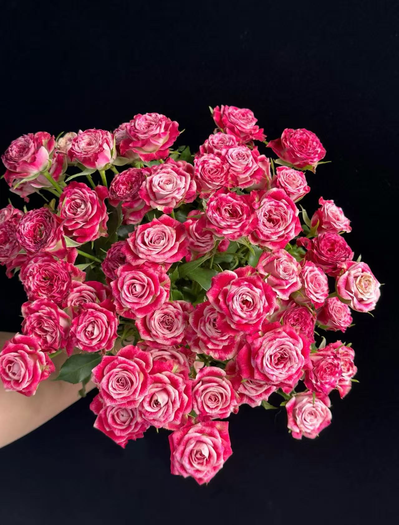 【陌上花开】探戈-多头玫瑰（收到带包装醒花哦~）