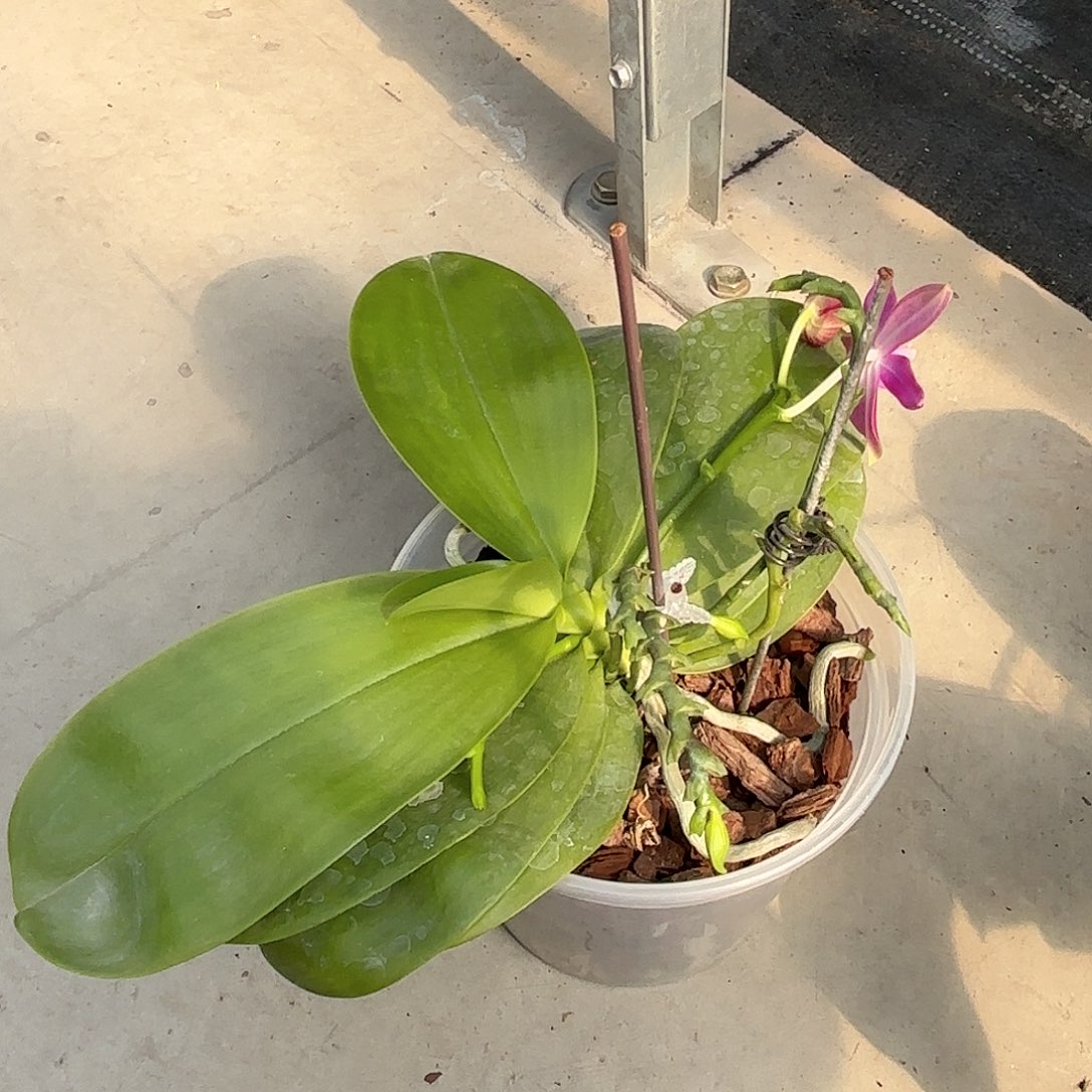 晓***啊大部分花苞少量开放红色珍妮佛