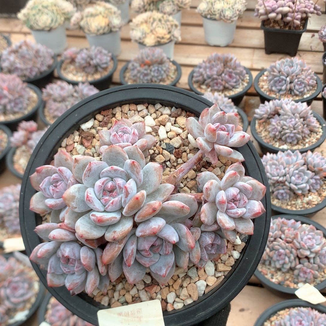 14.8厘米8头有砍石榴籽 5166