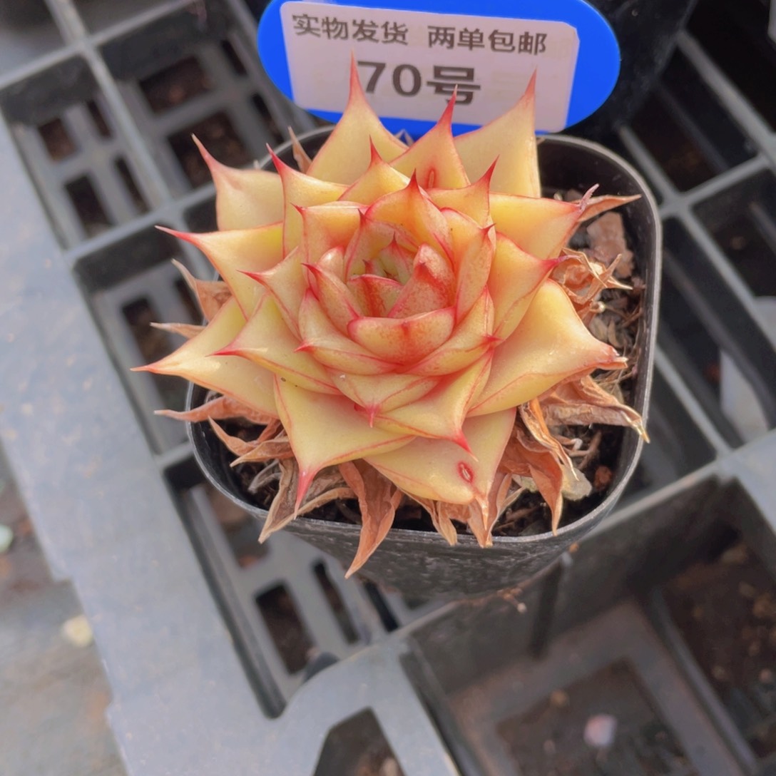 70号 宽叶迷宫单头