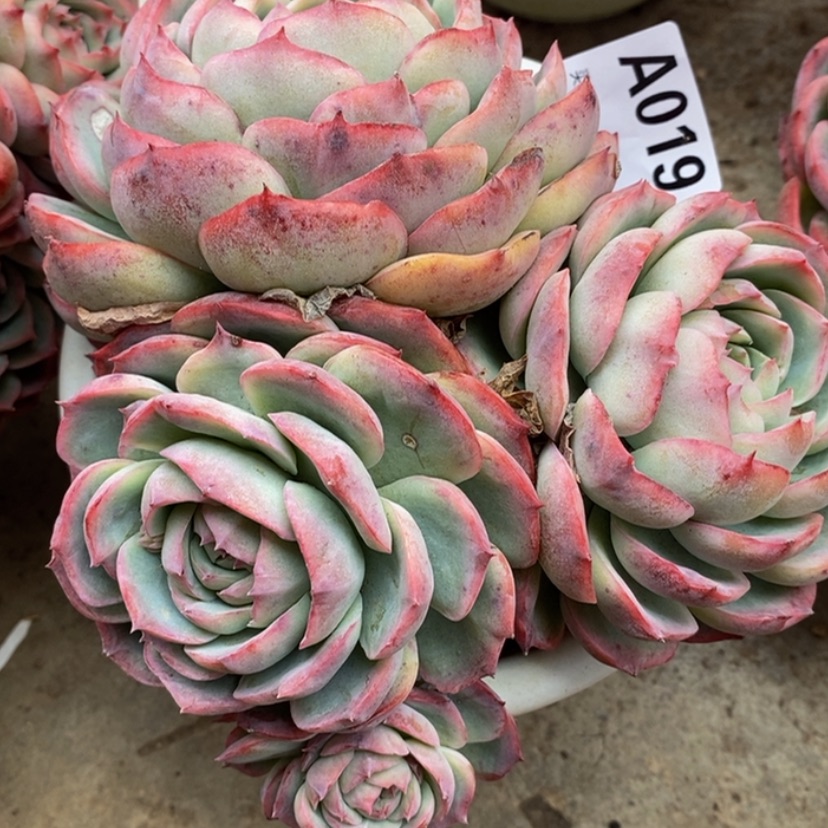 【闪购商品】念*多肉植物