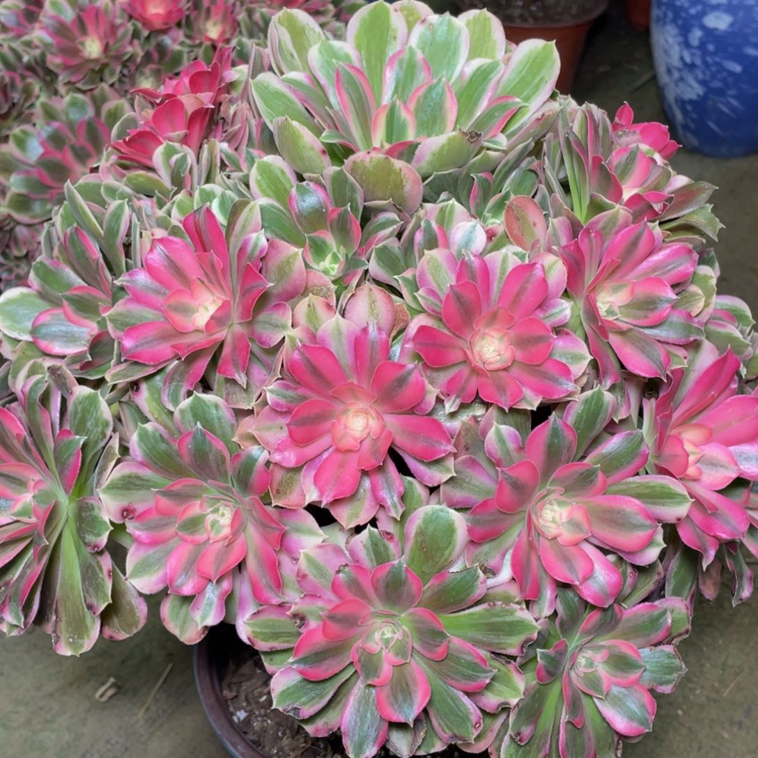 115大男神精品法师老桩