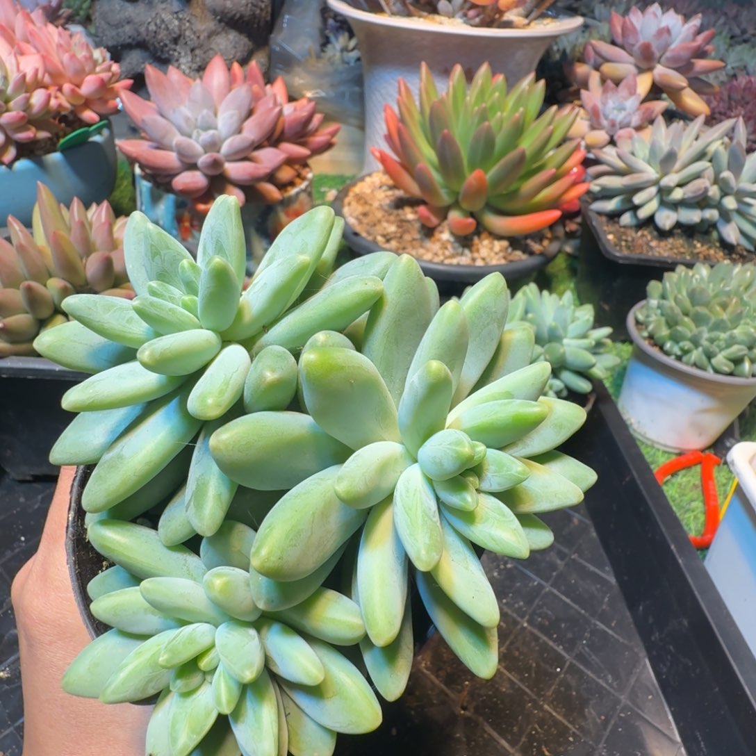 岁***声多肉植物啊蒂斯托