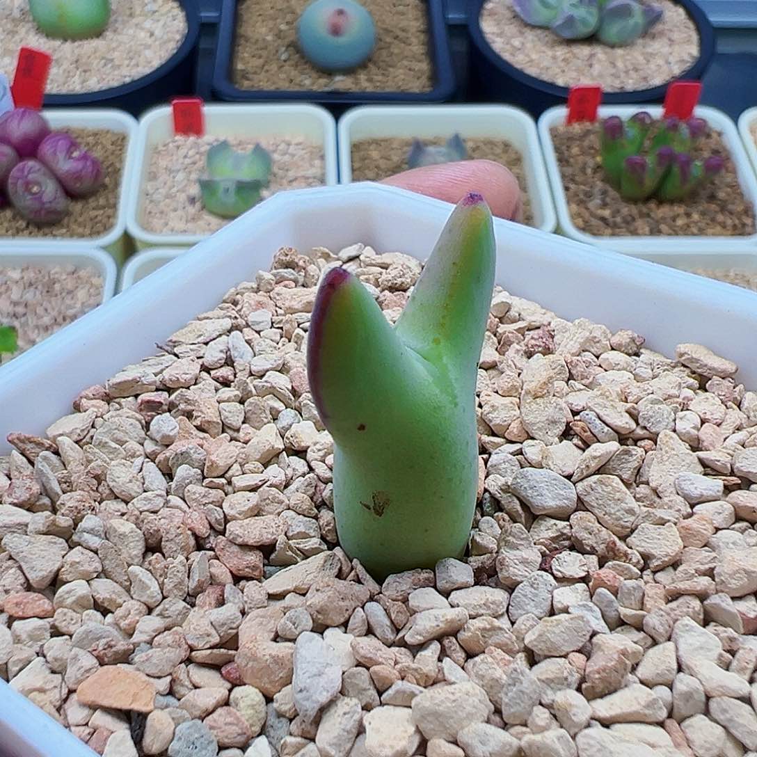 皮卡丘少将，尺寸1.9。