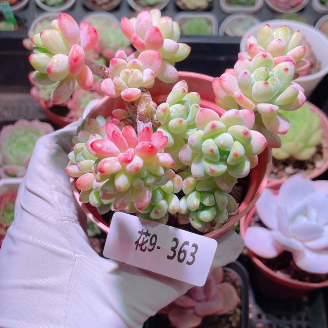 花利美9-363劳尔群