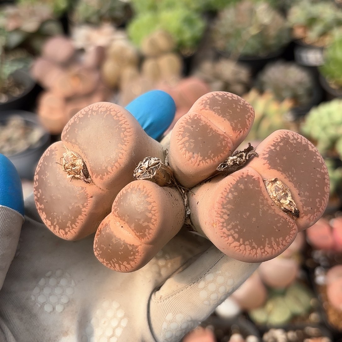 491 日轮老母本 脱土 卡9.1