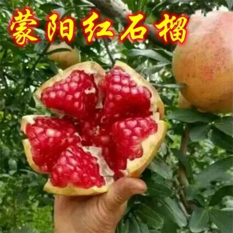 石榴树苗南北方种植品种盆栽地栽
