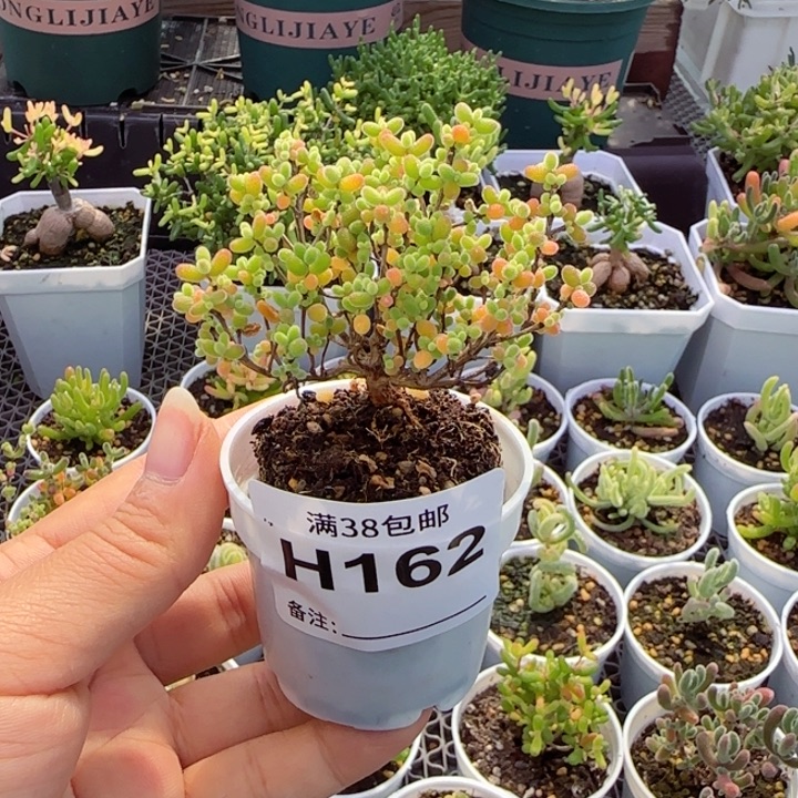 多肉植物枝干蜜桔