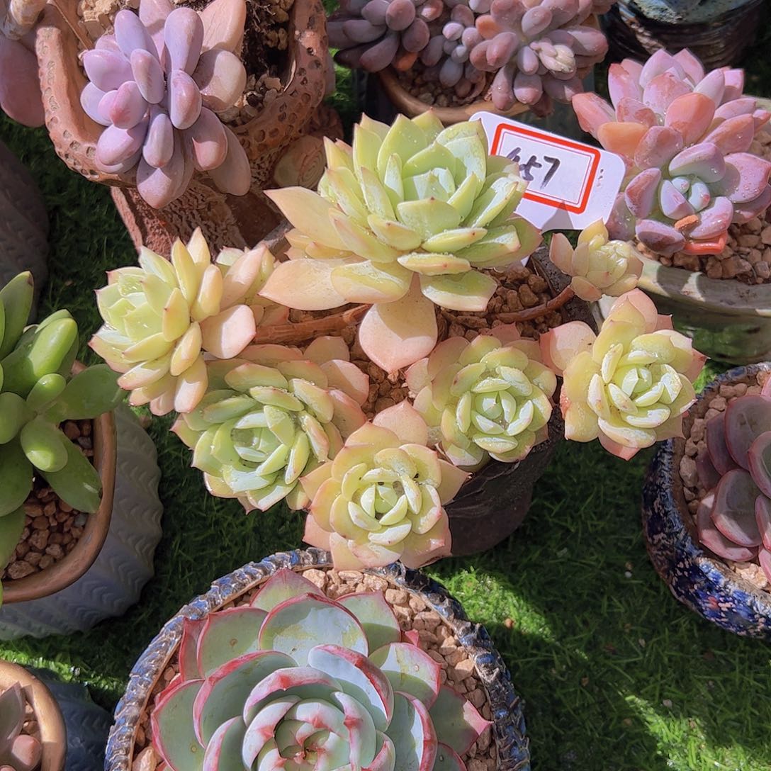 伴**光457恋曲28。。。