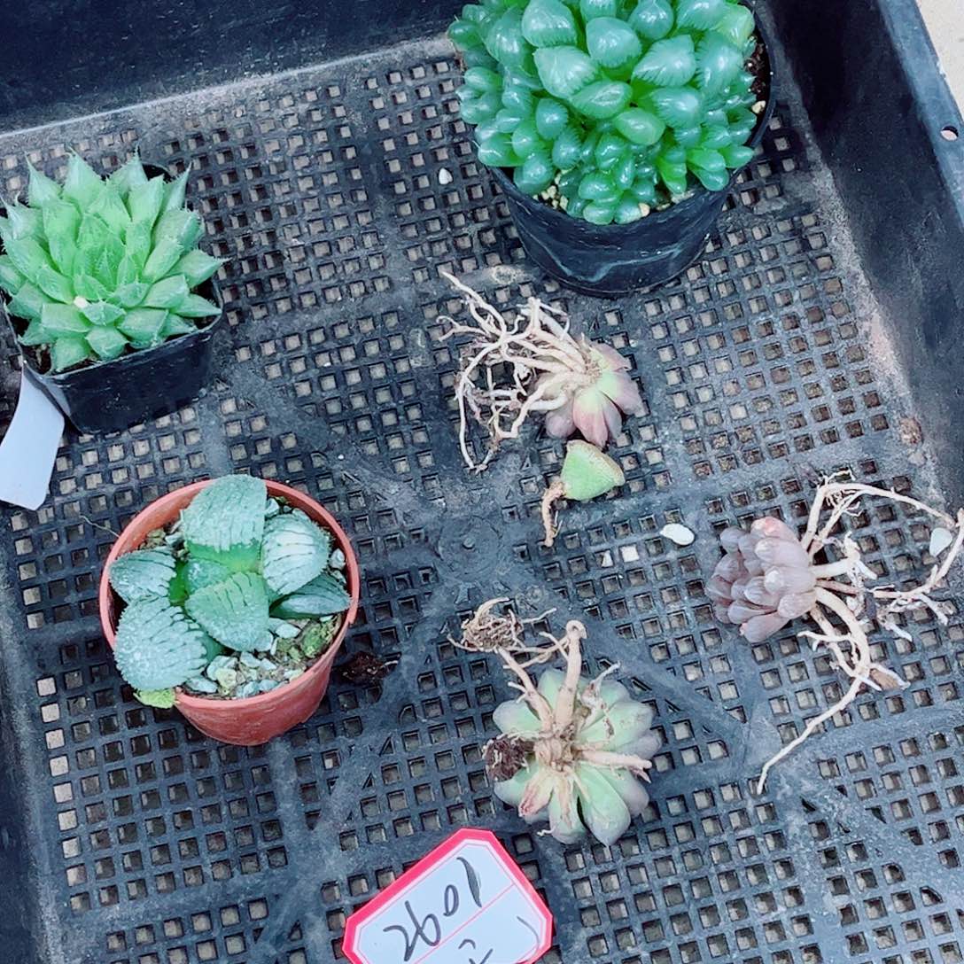 糯姬天空福利一勿一拍