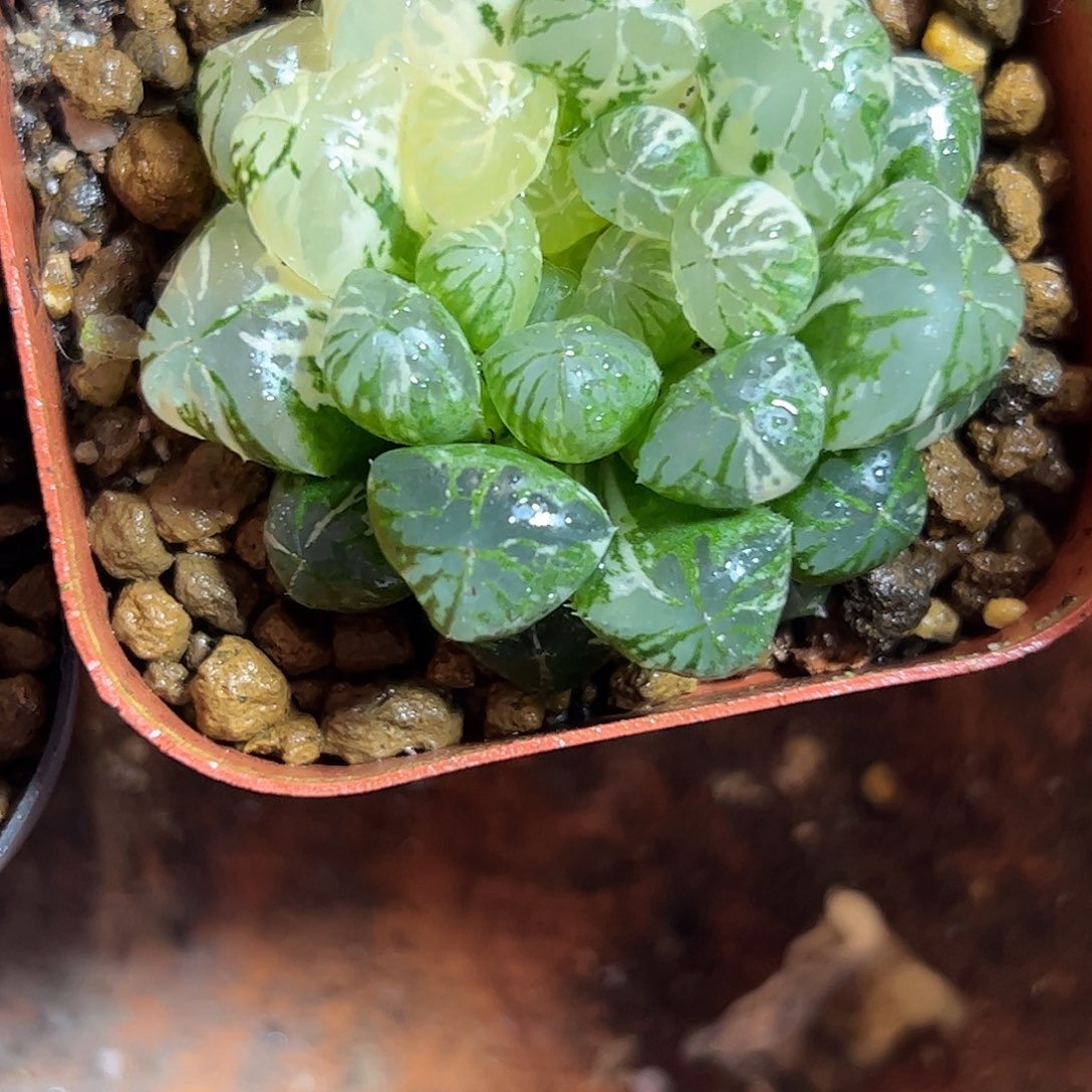 搞***的塑料皮锦十二卷多肉