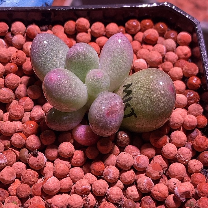 米可奶酪锦基因多肉植物