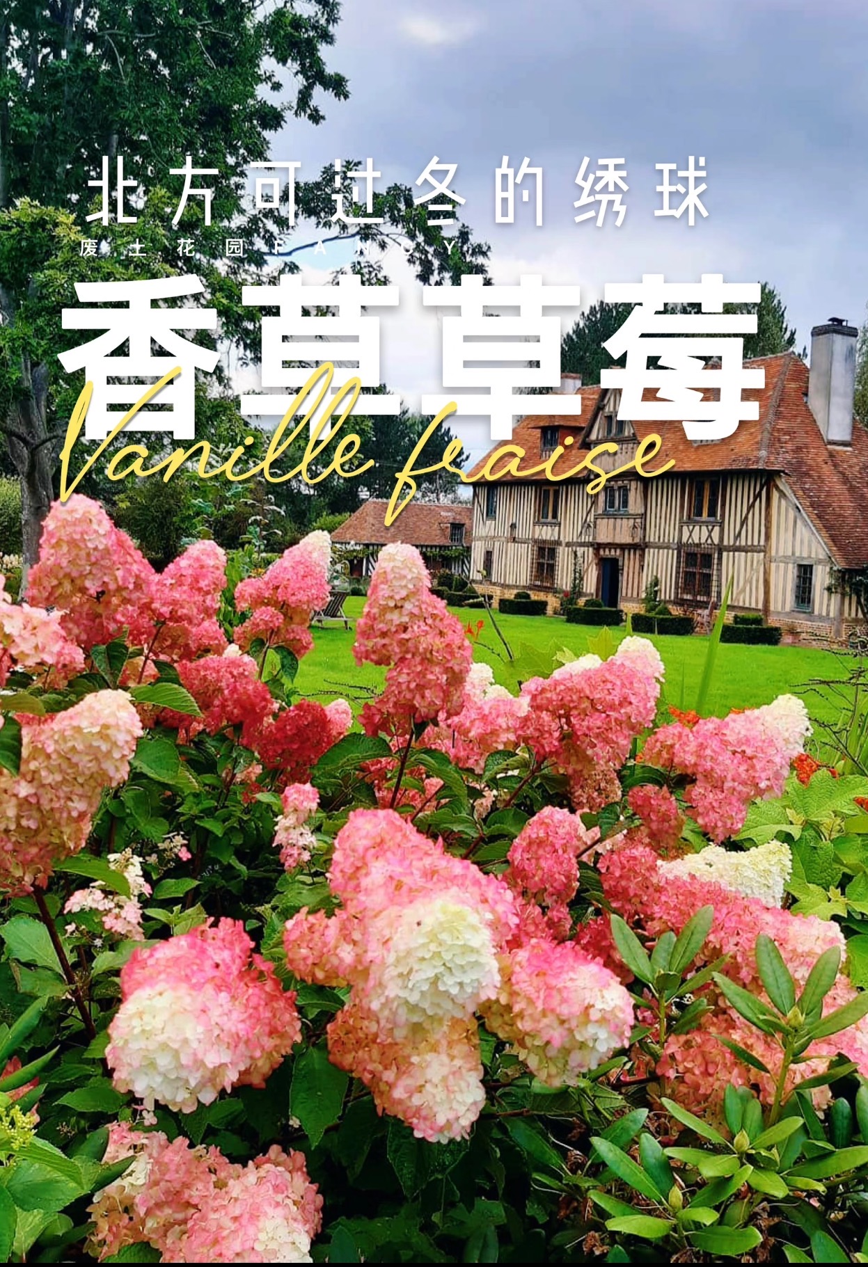 【超大规格5加仑带13-15花头】草莓圣诞绣球高80-1米带花苞