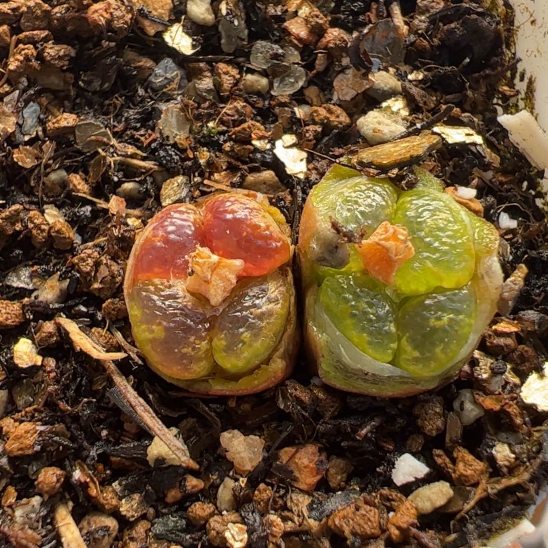 663多肉植物百科
