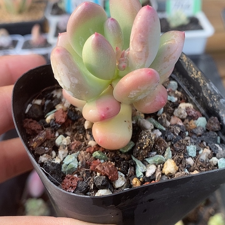 713三日月美人花锦，桩子有锦，