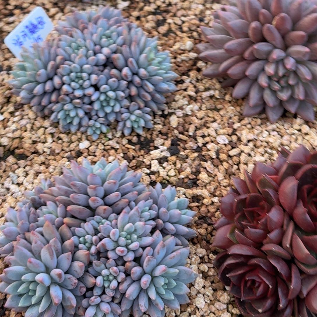 五***月蓝精灵老桩多肉精品