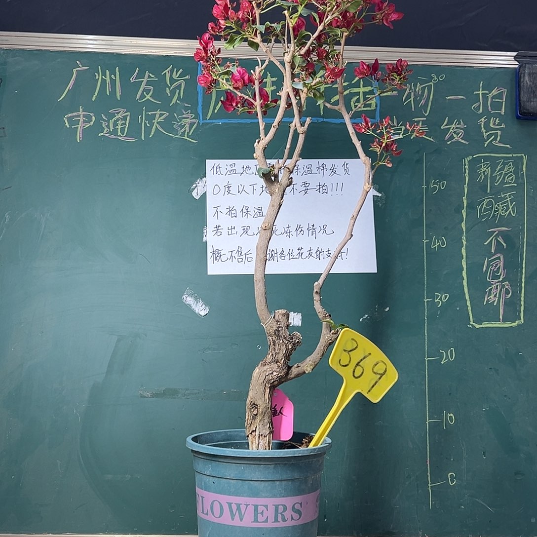 完全开放 福利 75cm 黑美人 原生树头 有破皮