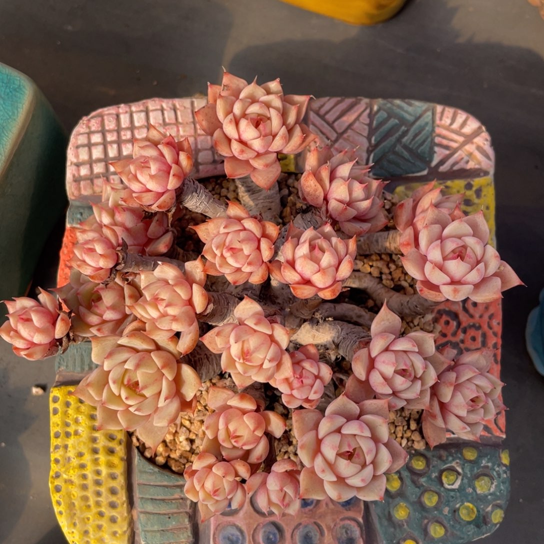 黄金本巴蒂斯老桩