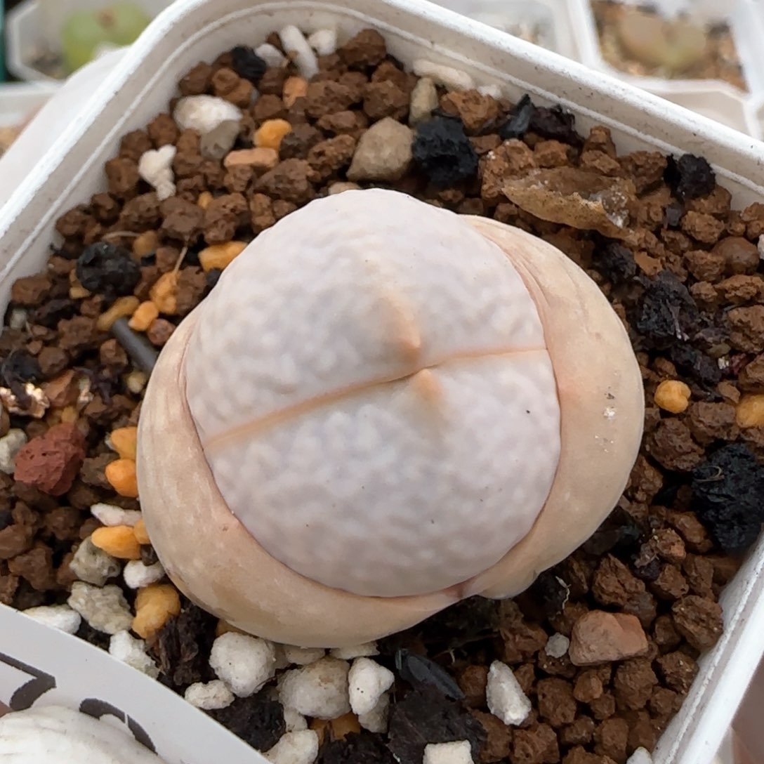 火***吧2。22   7004。高尔夫。 