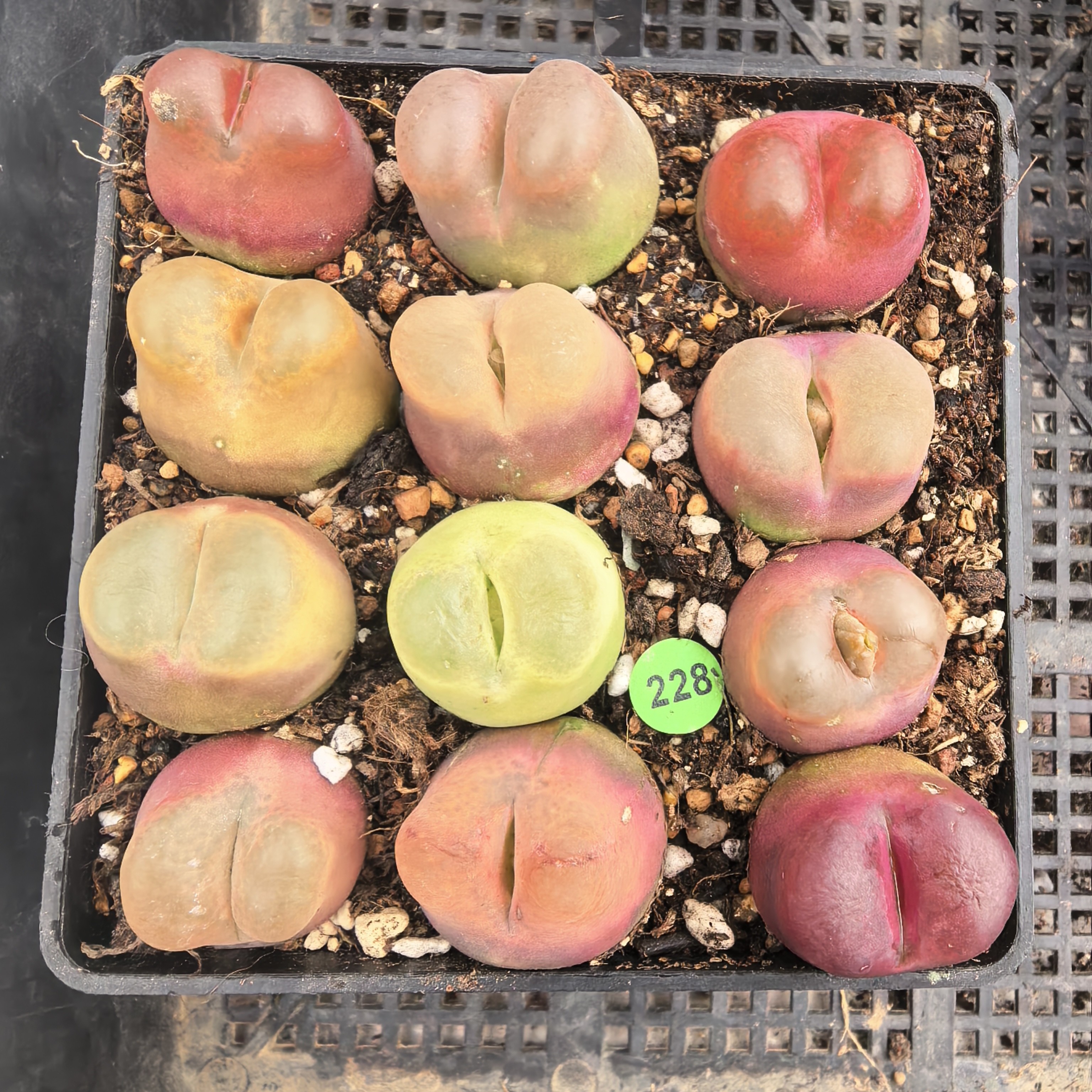 啾啾毛2.2-2.5CM（瑕疵疤）脱土多肉228