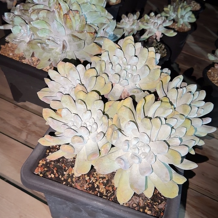 紫***石拇指牡丹苹果叶仙女杯