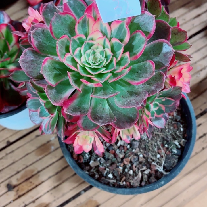 云南万花筒好看32号