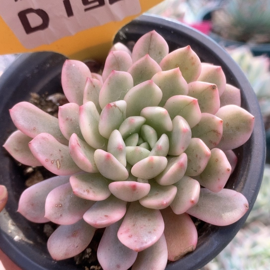 D192红宝石锦锦锦锦