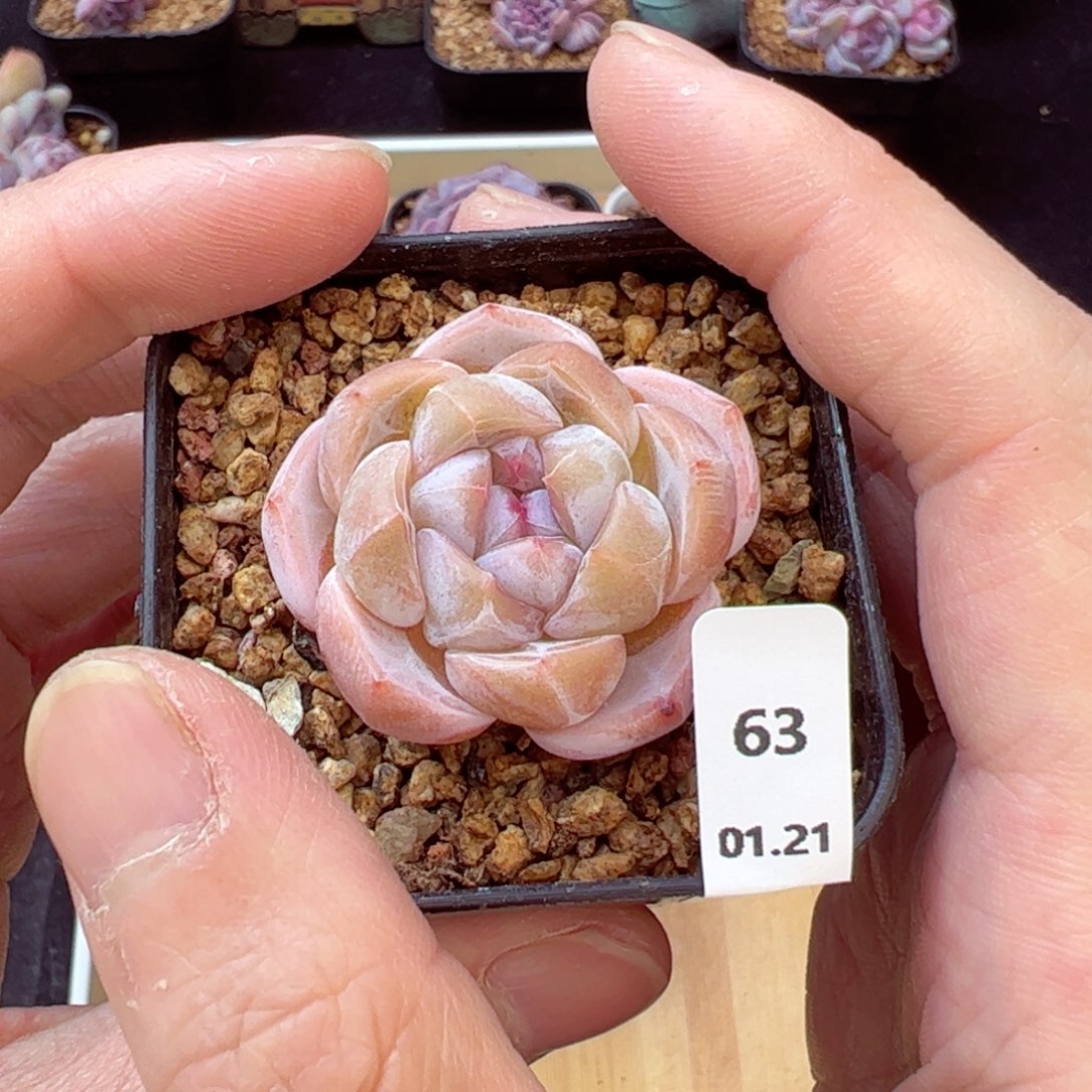 胖墩墩63、哈哈哈哈