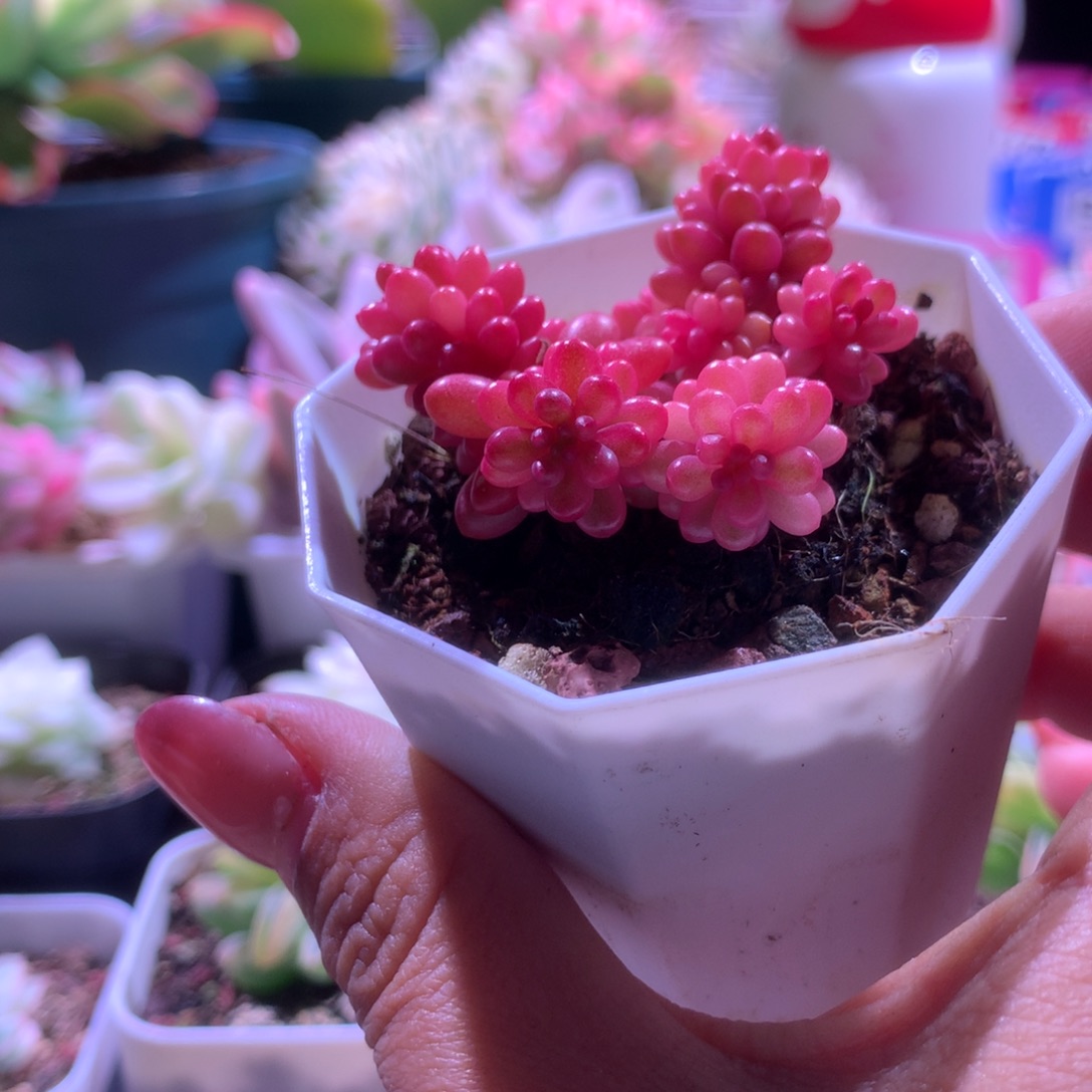 浆果锦母本级别有根