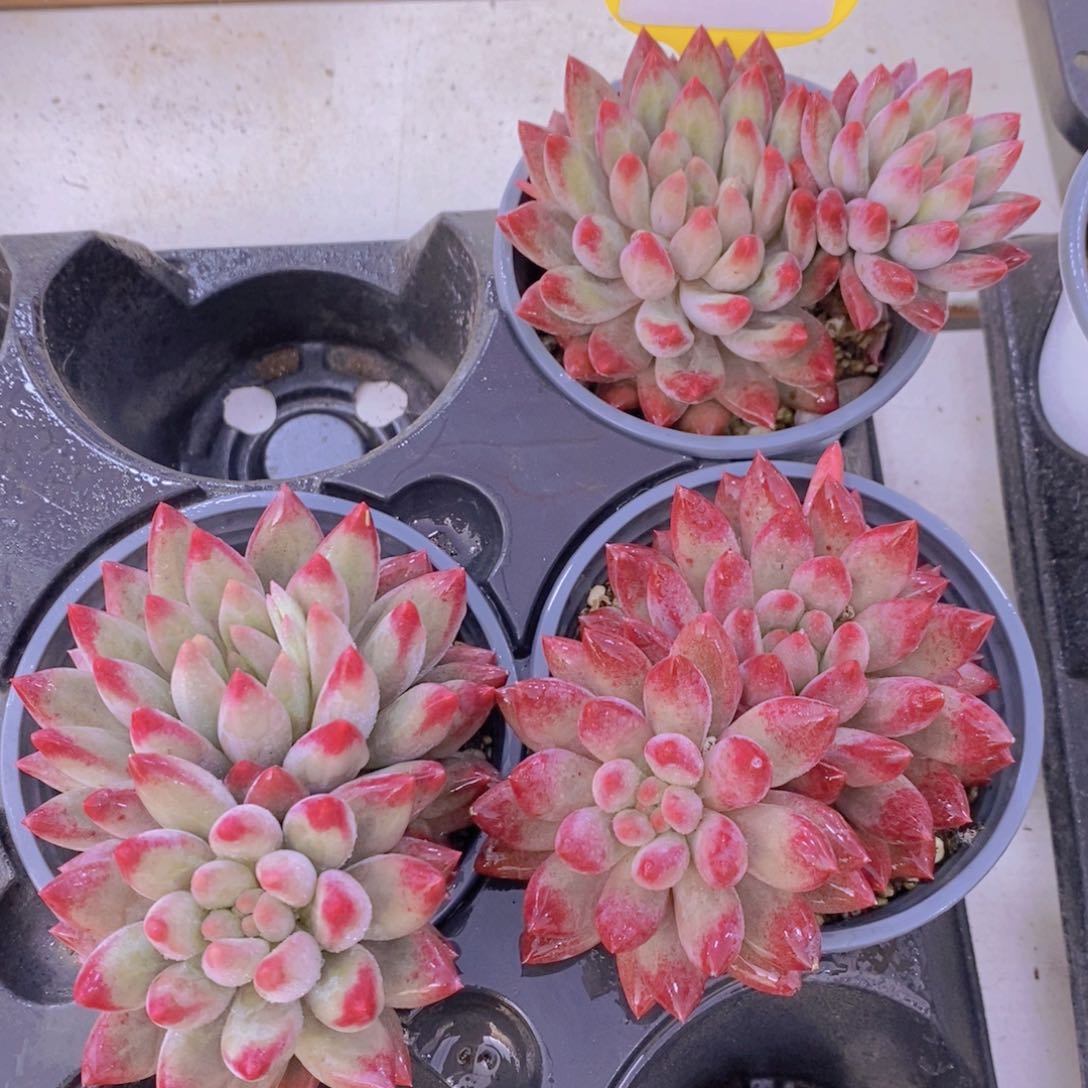 1115-06-精品母本红体车厘子双头一个