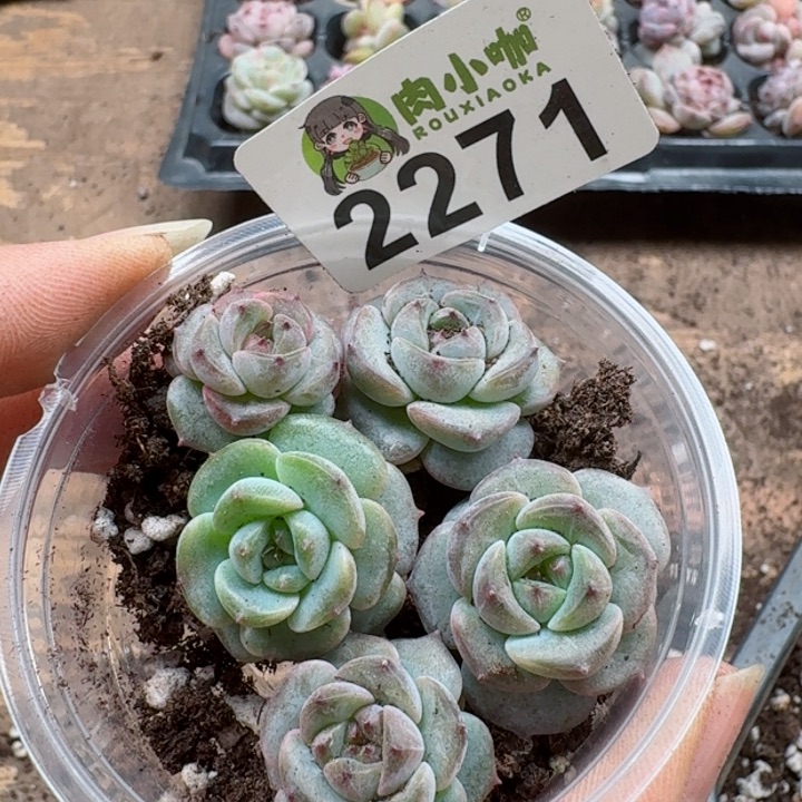 多肉植物多肉植物