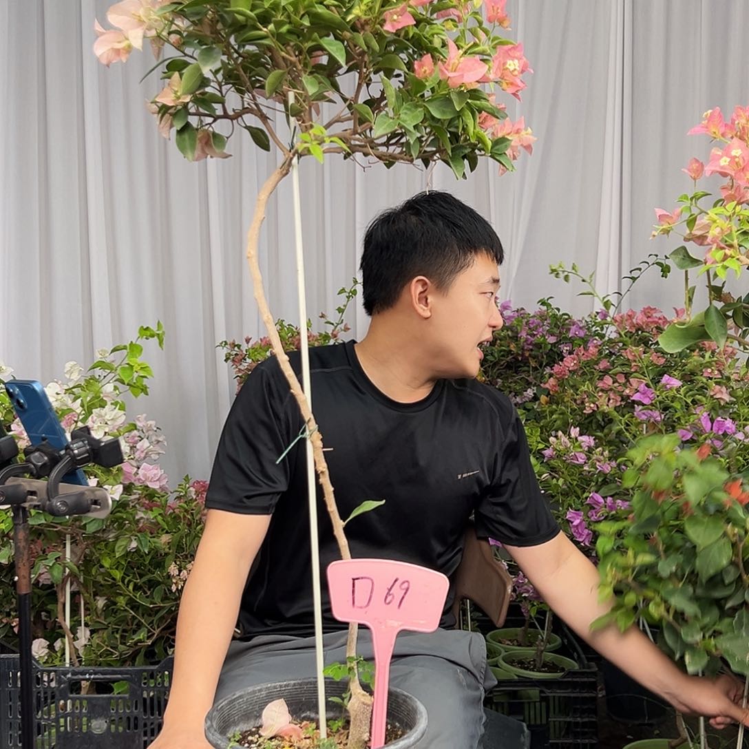 蚂***头当前无花栽培后可以开花D69卡亚塔