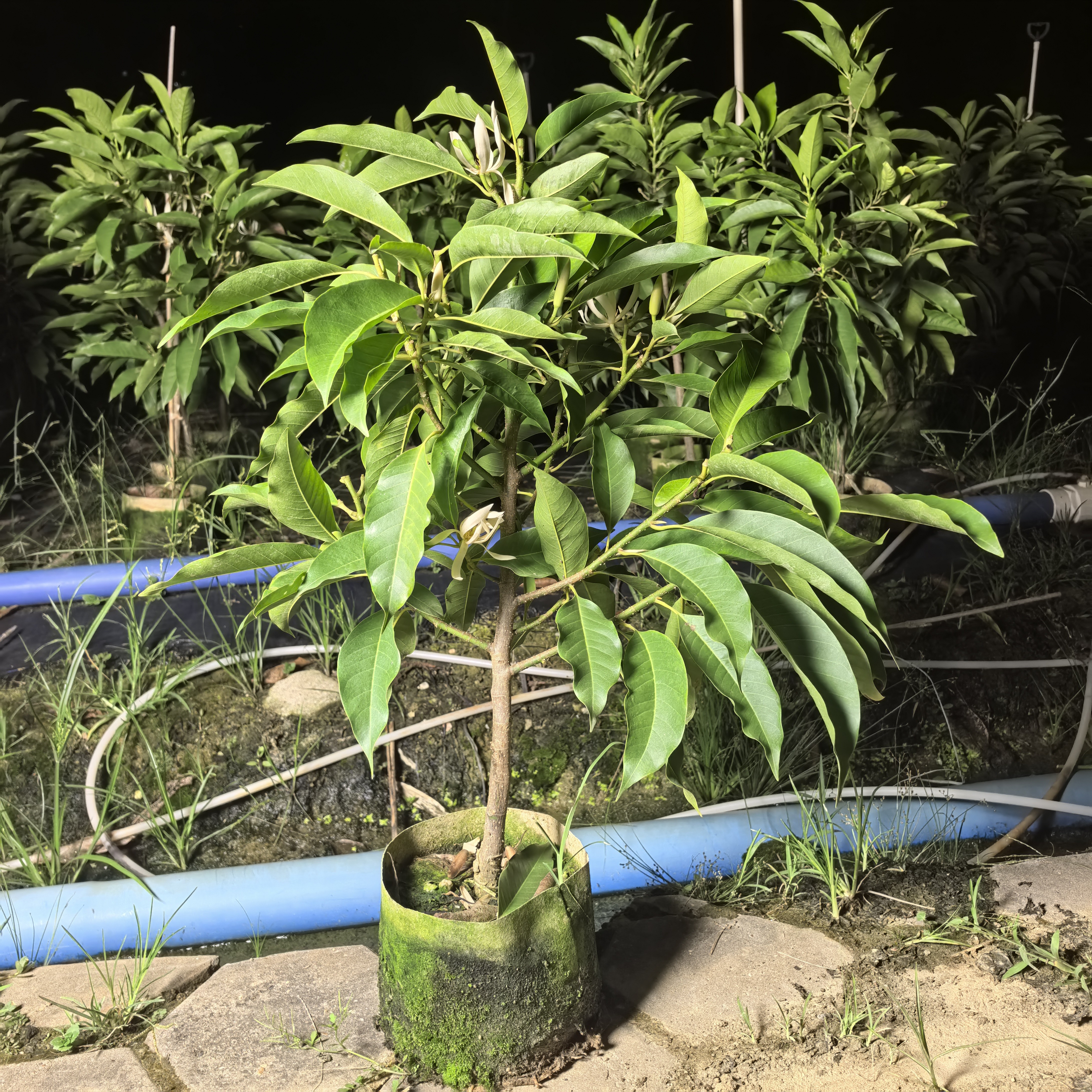 白兰花棒棒糖型树苗