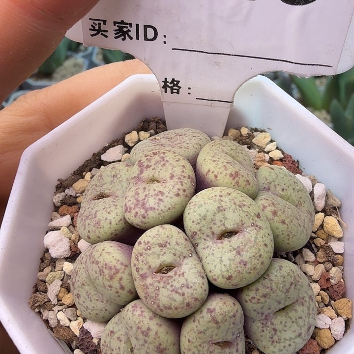 113。满38包邮肉锥